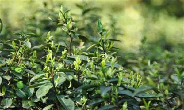 茶树越冬休眠期病虫害