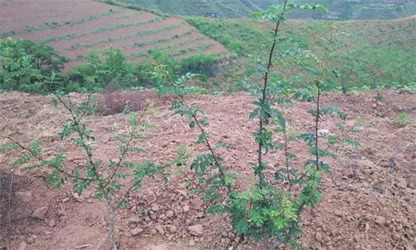 种植花椒主要抗旱栽培措施