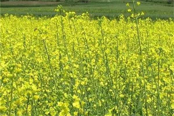 上海地区双低油菜品种