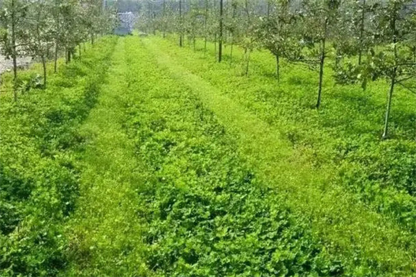 春季种植什么绿肥品种比较好