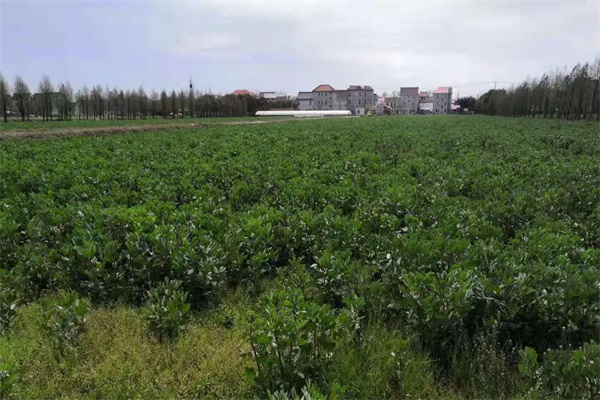 种绿肥蚕豆需要施肥吗