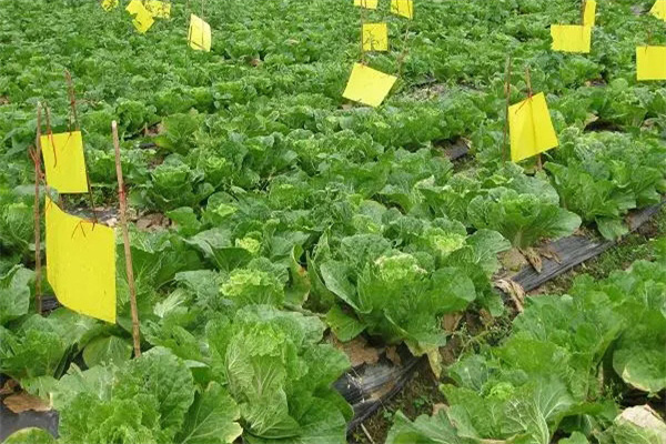 什么是病虫害的生物防治