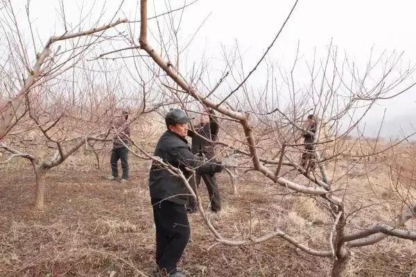 桃树冬季管理主要有哪些工作