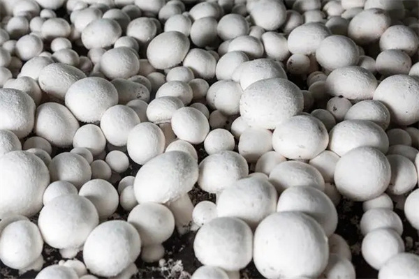 用棉籽生料栽培平菇要注意哪些问题