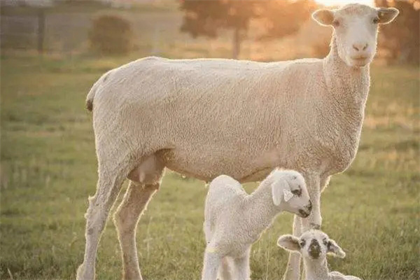 母羊产后无奶怎么办