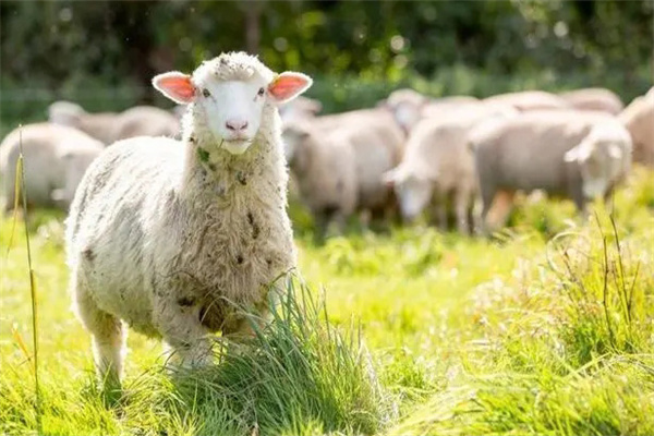 羊的饲养要注意哪方面