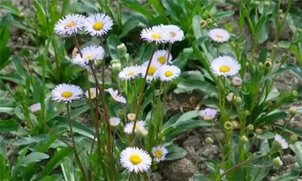 灯盏花是一种什么植物