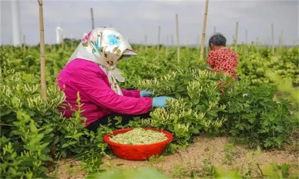 金银花的采收时间