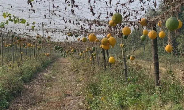 瓜蒌的采摘时间