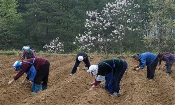 选地与整地