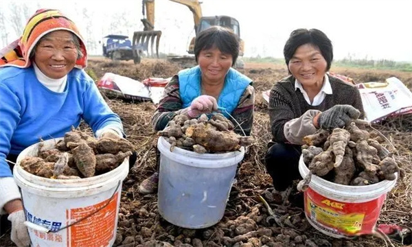 何首乌的采收与加工