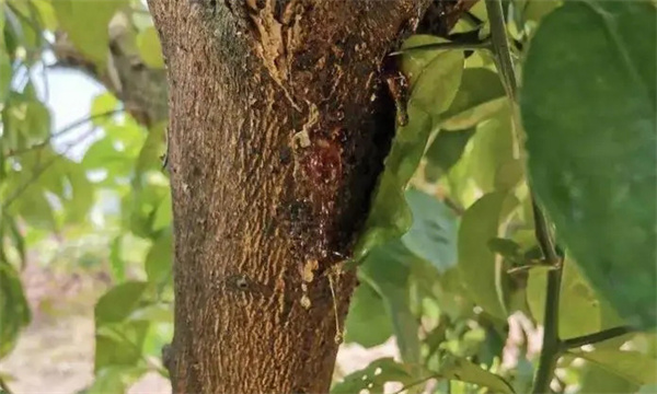 怎样防治苹果树流胶病