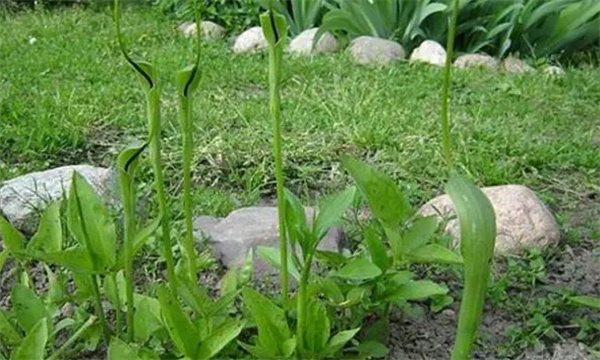 半夏种植技术要点