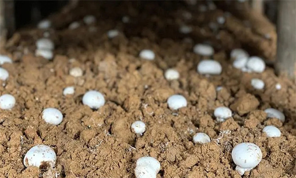 如何制作双孢蘑菇的麦粒菌种
