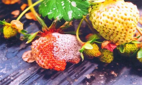 草莓疫霉果腐病的发病规律
