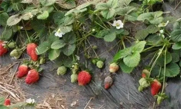 草莓疫霉果腐病的防治方法