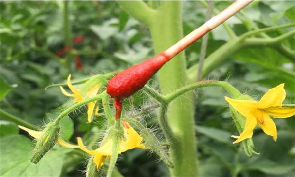 如何预防番茄畸形花