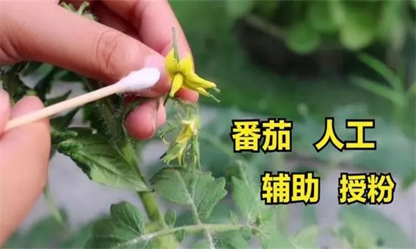 番茄蘸花有几种方式