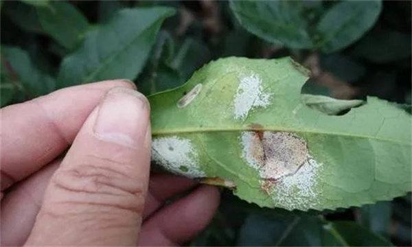 茶饼病的为害特征