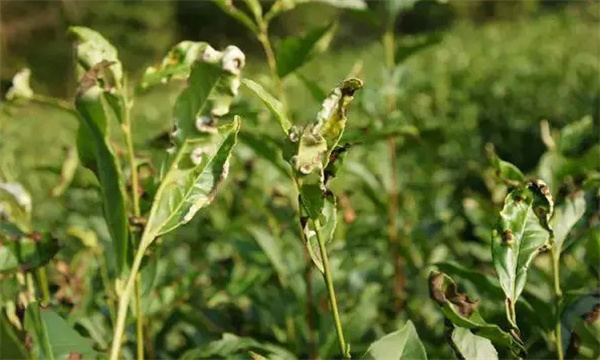 茶饼病的防治方法