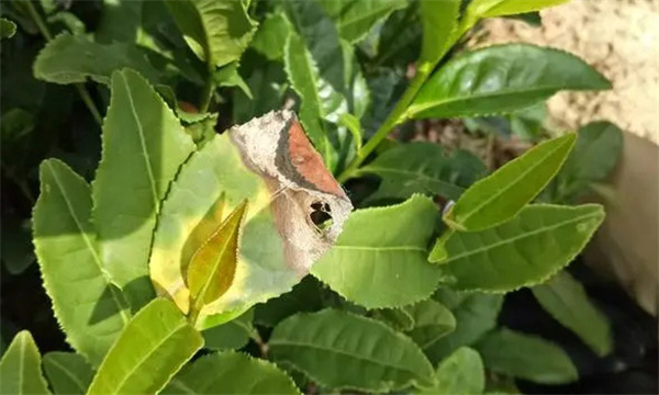 茶树病虫害农业防治