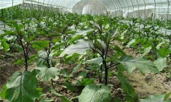 大棚茄子为什么要轮作换茬
