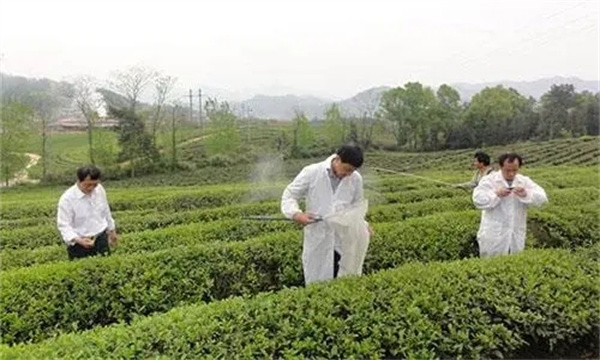 茶树如何做到科学合理用药