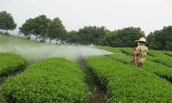 茶树病虫害绿色防控