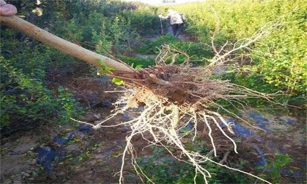 石榴树的根系组成