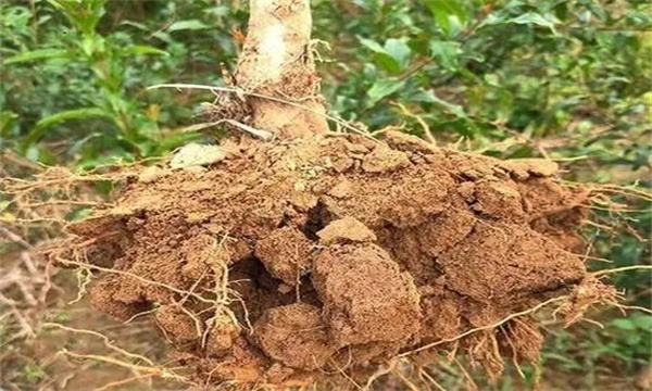 石榴根系生长发育特性