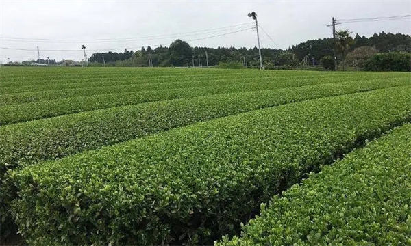 欧盟及日本等国家在茶树上禁止使用的农药