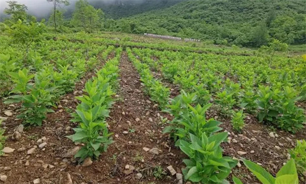 种植密度