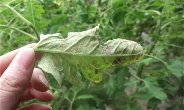 简单生物防治剂防治蔬菜病虫害