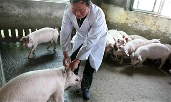 猪瘟的超前免疫方法及预后处理