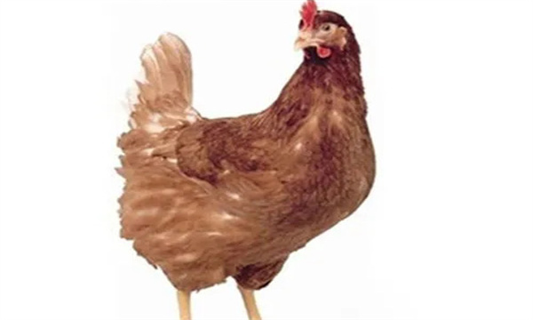 褐壳蛋鸡的主要缺点
