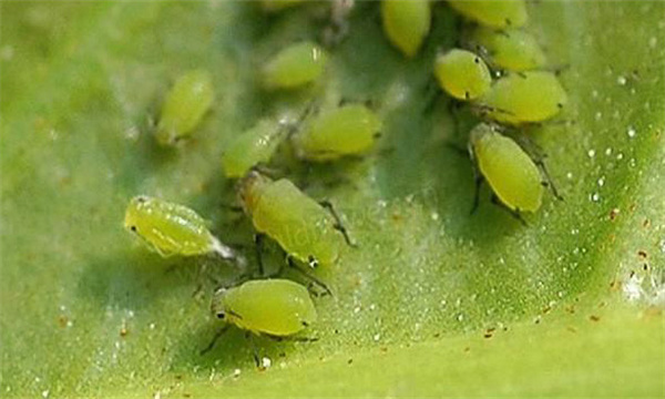 木瓜蚜虫