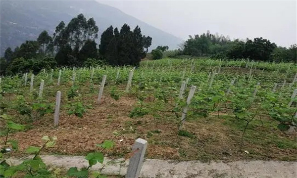 在河滩地、山地、盐碱地和黏土地上建葡萄园