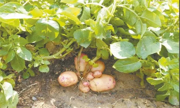 目前马铃薯施肥存在哪些问题