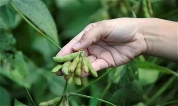 实现大豆增花保荚的技术措施