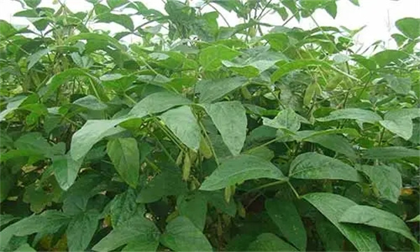 防治重茬大豆减产的措施