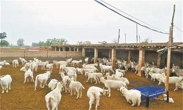 羊养殖场常用的设施设备
