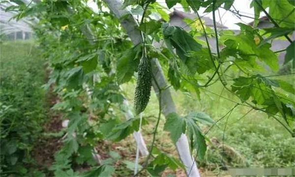 夏雷苦瓜的栽培技术要点