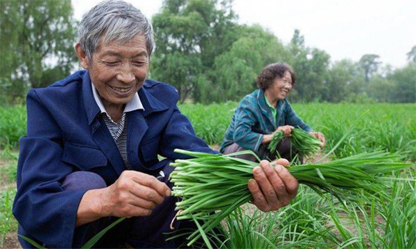 薹韭品种与一般韭菜品种有何区别