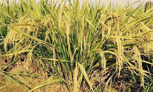 常规稻与无公害水稻在栽培有何不同