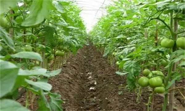 西红柿高产怎样施肥