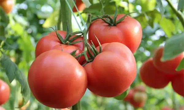 番茄的需肥特性