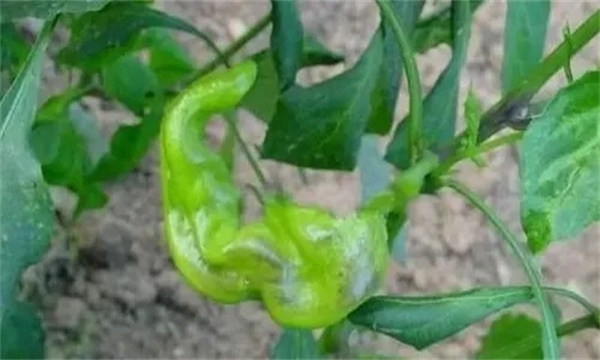 辣椒畸形果是怎样造成的