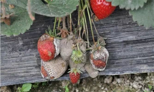 草莓灰霉病的症状表现