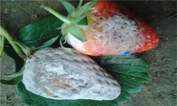 怎样防治草莓白粉病