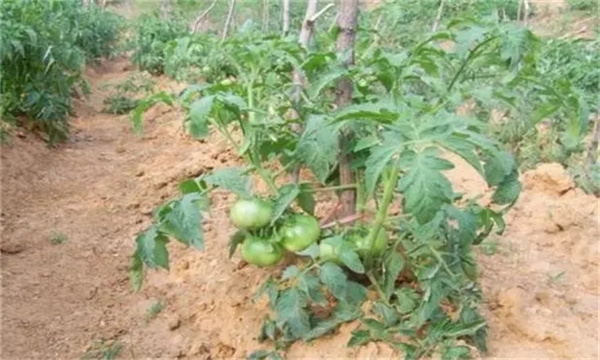 番茄施肥氮磷钾比例